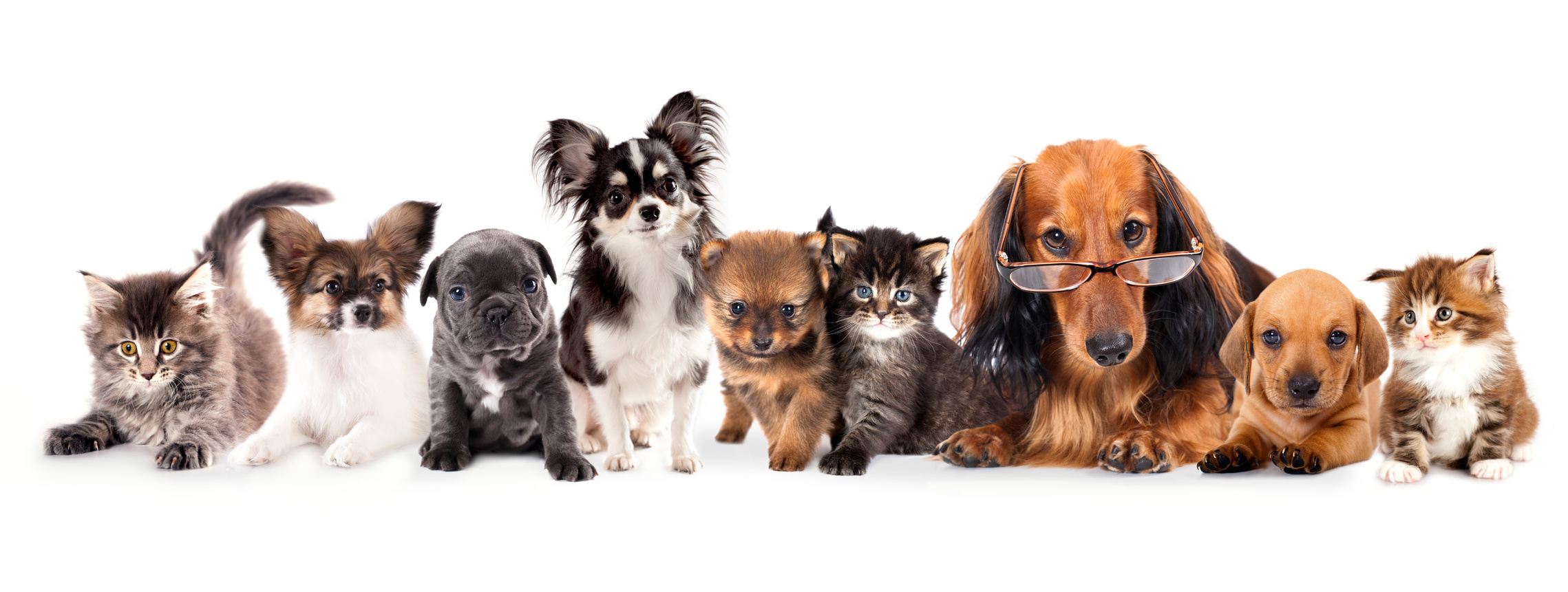 cat and dog